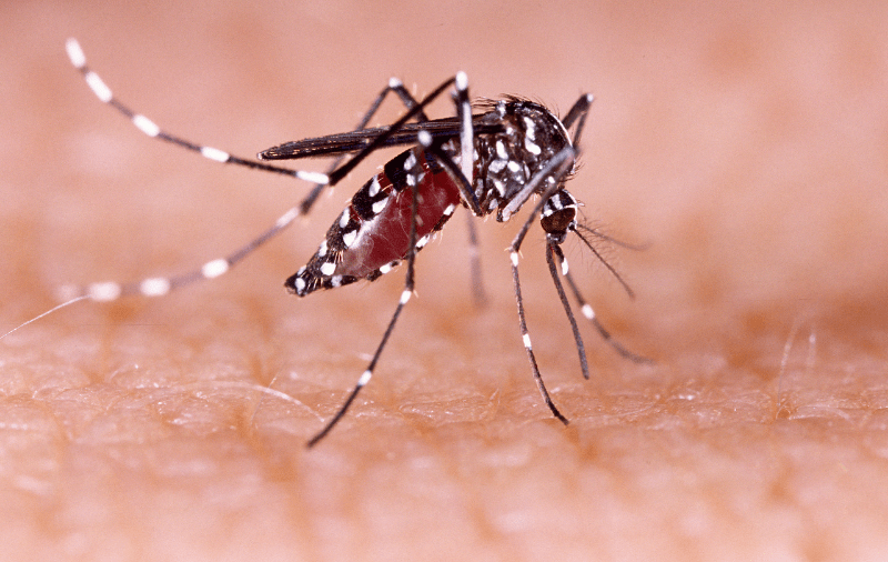 dengue